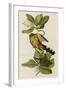 Mangrove Cuckoo-null-Framed Giclee Print