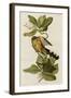 Mangrove Cuckoo-null-Framed Giclee Print