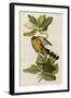 Mangrove Cuckoo-null-Framed Giclee Print