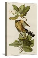 Mangrove Cuckoo-null-Stretched Canvas