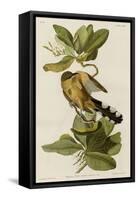 Mangrove Cuckoo-null-Framed Stretched Canvas