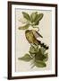 Mangrove Cuckoo-null-Framed Giclee Print