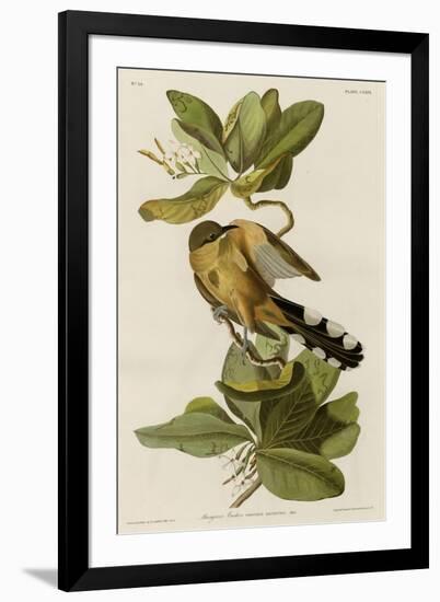 Mangrove Cuckoo-null-Framed Giclee Print