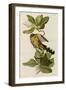 Mangrove Cuckoo-null-Framed Giclee Print