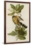 Mangrove Cuckoo-null-Framed Giclee Print