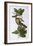 Brown Frame
