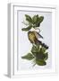 White Frame