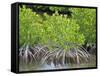 Mangrove Forest in Buena Vista UNESCO Biosphere Reserve, Buena Vista Bay, Cayo Santa Maria, Cuba-Michael DeFreitas-Framed Stretched Canvas