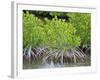 Mangrove Forest in Buena Vista UNESCO Biosphere Reserve, Buena Vista Bay, Cayo Santa Maria, Cuba-Michael DeFreitas-Framed Photographic Print