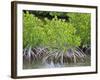 Mangrove Forest in Buena Vista UNESCO Biosphere Reserve, Buena Vista Bay, Cayo Santa Maria, Cuba-Michael DeFreitas-Framed Photographic Print