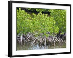 Mangrove Forest in Buena Vista UNESCO Biosphere Reserve, Buena Vista Bay, Cayo Santa Maria, Cuba-Michael DeFreitas-Framed Photographic Print