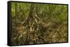 Mangrove Forest in the Biological Reserve Near the Nosara River Mouth; Nosara-Rob Francis-Framed Stretched Canvas