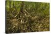 Mangrove Forest in the Biological Reserve Near the Nosara River Mouth; Nosara-Rob Francis-Stretched Canvas