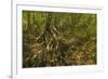 Mangrove Forest in the Biological Reserve Near the Nosara River Mouth; Nosara-Rob Francis-Framed Photographic Print