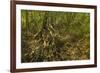 Mangrove Forest in the Biological Reserve Near the Nosara River Mouth; Nosara-Rob Francis-Framed Photographic Print