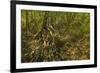 Mangrove Forest in the Biological Reserve Near the Nosara River Mouth; Nosara-Rob Francis-Framed Photographic Print