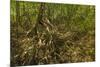 Mangrove Forest in the Biological Reserve Near the Nosara River Mouth; Nosara-Rob Francis-Mounted Photographic Print