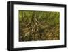 Mangrove Forest in the Biological Reserve Near the Nosara River Mouth; Nosara-Rob Francis-Framed Photographic Print