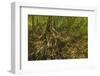 Mangrove Forest in the Biological Reserve Near the Nosara River Mouth; Nosara-Rob Francis-Framed Photographic Print
