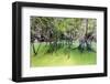 Mangrove Forest-Banana Republic images-Framed Photographic Print