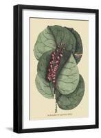 Mangrove Grape Tree-Mark Catesby-Framed Art Print