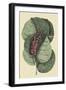 Mangrove Grape Tree-Mark Catesby-Framed Art Print