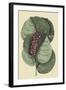 Mangrove Grape Tree-Mark Catesby-Framed Art Print