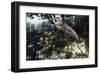 Mangrove Heron-Steve Hunziker-Framed Art Print