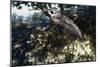 Mangrove Heron-Steve Hunziker-Mounted Art Print
