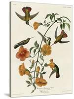 Mangrove Hummingbird-null-Stretched Canvas