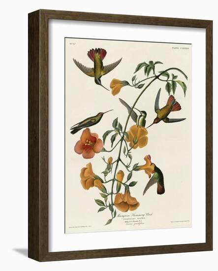 Mangrove Hummingbird-null-Framed Giclee Print