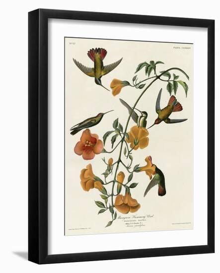 Mangrove Hummingbird-null-Framed Giclee Print