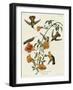 Mangrove Hummingbird-null-Framed Giclee Print