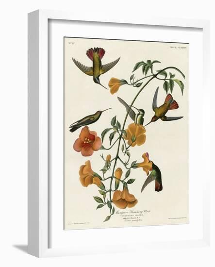 Mangrove Hummingbird-null-Framed Giclee Print