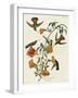 Mangrove Hummingbird-null-Framed Giclee Print