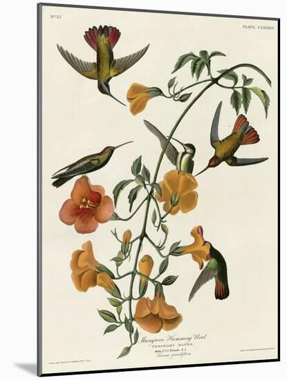 Mangrove Hummingbird-null-Mounted Giclee Print