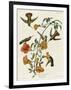 Mangrove Hummingbird-null-Framed Giclee Print