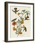 Mangrove Hummingbird-null-Framed Premium Giclee Print