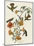 Mangrove Hummingbird-null-Mounted Premium Giclee Print