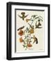 Mangrove Hummingbird-null-Framed Giclee Print