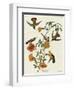 Mangrove Hummingbird-null-Framed Giclee Print