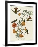 Mangrove Hummingbird-null-Framed Premium Giclee Print