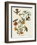 Mangrove Hummingbird-null-Framed Premium Giclee Print