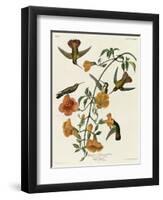 Mangrove Hummingbird-null-Framed Premium Giclee Print