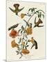 Mangrove Hummingbird-null-Mounted Giclee Print