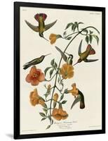 Mangrove Hummingbird-null-Framed Giclee Print