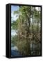 Mangrove, Los Haitises National Park, Dominican Republic-Natalie Tepper-Framed Stretched Canvas