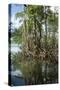 Mangrove, Los Haitises National Park, Dominican Republic-Natalie Tepper-Stretched Canvas