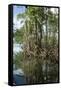 Mangrove, Los Haitises National Park, Dominican Republic-Natalie Tepper-Framed Stretched Canvas