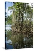 Mangrove, Los Haitises National Park, Dominican Republic-Natalie Tepper-Stretched Canvas